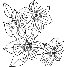 10 belles pages à colorier de lis pour votre petite fille 96 Clématite