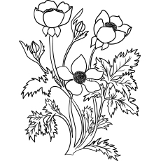 10 belles pages à colorier de lis pour votre petite fille 95 Fleur de renoncule