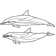 20 meilleures pages à colorier de dauphins pour vos petits 38 Coloriage de Dauphin rayé à imprimer