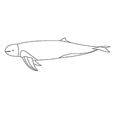 20 meilleures pages à colorier de dauphins pour vos petits 34 Coloriage dauphin irrawaddy