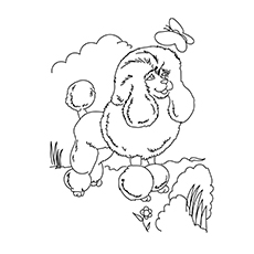 The Poodle-16