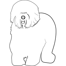 Le mouton anglais