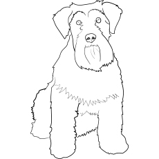 Le schnauzer