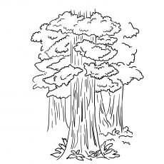 Les 25 meilleurs coloriages d'arbres pour vos petits 49 Séquoia