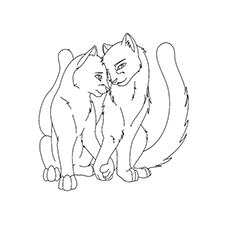Un amour entre les chats guerriers