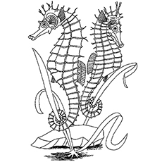 Hippocampes face à des directions opposées pour la coloration