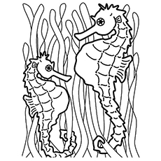 Coloriage Hippocampes se faisant face