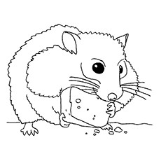 La page couleur de manger du hamster