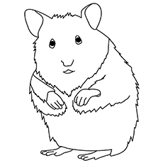 Hamster 17