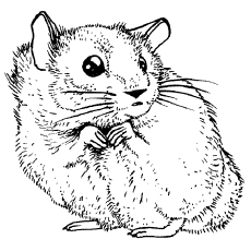 Coloriage de hamster