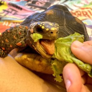 La tortue à pieds rouges mange de la laitue frisée