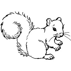 25 coloriages d'écureuil cool pour garder votre enfant occupé 33 Écureuil-anima