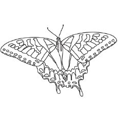 Coloriage papillon machaon tigre 