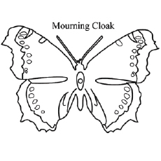 Coloriage de papillon de deuil