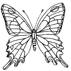 Coloriage Papillon Machaon