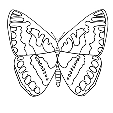 Feuille de coloriage sur les espèces de papillons Hesperiidae