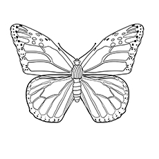 Image de papillon monarque pour les enfants à colorier