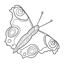 Pages à colorier des espèces de papillons de paon