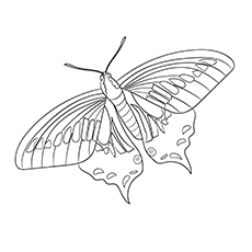 Papillon machaon anis coloriage gratuit