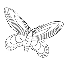 Coloriage de papillon aile d'oiseau Reine Alexandras à imprimer