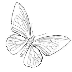 Image Goliath Bridwing Butterfly pour les enfants à colorier