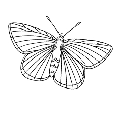 Adonis Blue Butterfly Coloring