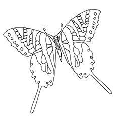 Belle image de zèbre machaon papillon espèces à colorier
