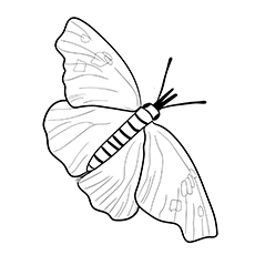 Coloriage - Papillon museau américain 