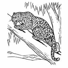dessin animal