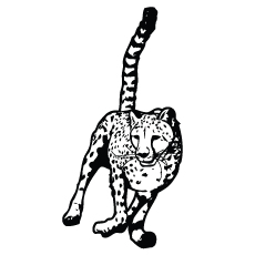 Guépard courant