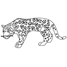 Le léopard de la jungle tropicale