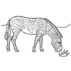 Zèbre broutant