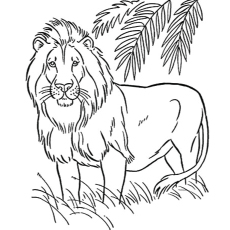 Les 20 meilleurs coloriages de lions que vos enfants adoreront colorier 25 Coloriages de lion américain