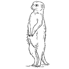 Coloriages Suricate - Debout Debout