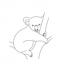 Koala assis sur l'arbre