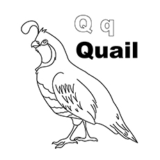 Top 10 des pages à colorier de la lettre Q que votre enfant adorera apprendre et colorier 16 Quail's Q