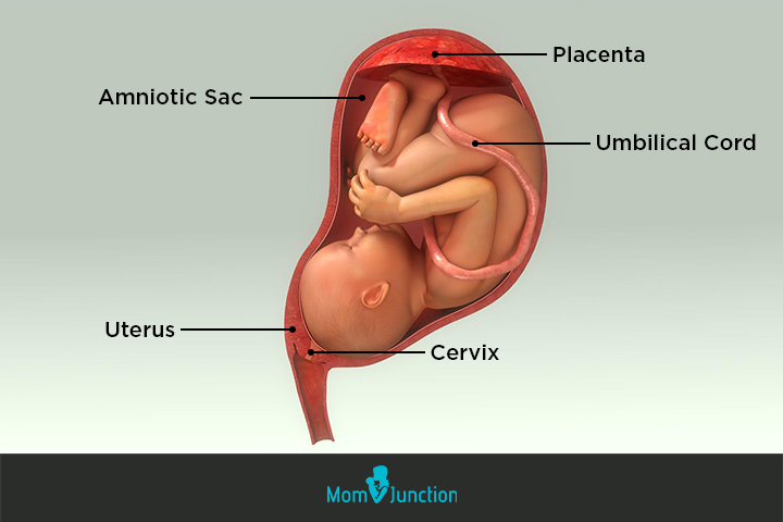 Développement du bébé à 24 semaines