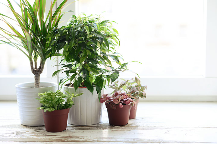 Adoptez quelques plantes d'intérieur