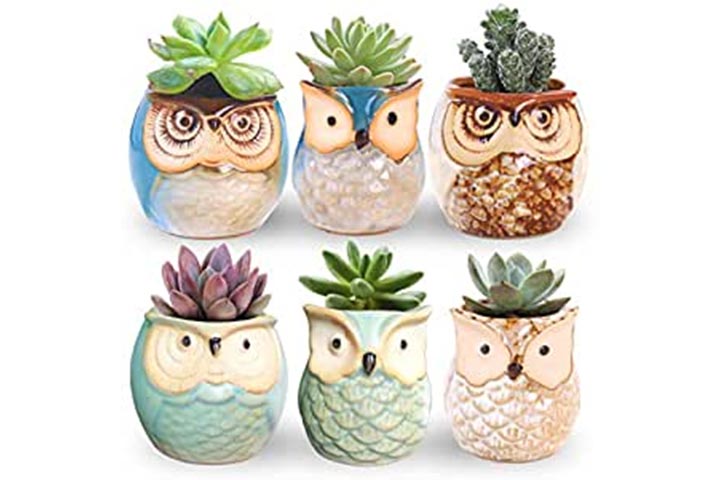 Petits pots à bonsaï succulents en céramique avec un trou