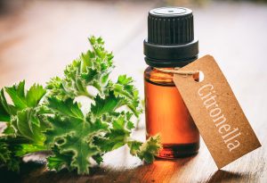 Répulsifs anti-moustiques sûrs et dangereux pour les bébés 24 Répulsifs anti-moustiques sûrs et dangereux pour les bébés 1588982051 482 Repelentes de mosquitos seguros e inseguros para bebes