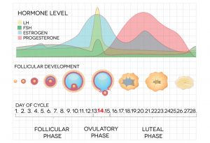 Ovulation: connaître les signes et symptômes courants 9 Ovulation: connaître les signes et symptômes courants 1589117667 397 Ovulacion conozca los signos y sintomas comunes