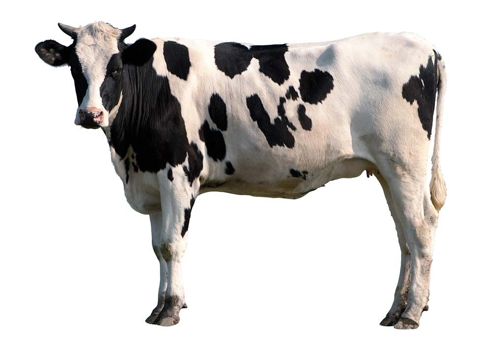 vache "width =" 1024 "height =" 700 "srcset =" https://cdn.cdnparenting.com/articles/2020/03/04140301/460450084.jpg 1024w, https://cdn.cdnparenting.com/articles/ 2020/03/04140301 / 460450084-768x525.jpg 768w, https://cdn.cdnparenting.com/articles/2020/03/04140301/460450084-218x150.jpg 218w, https://cdn.cdnparenting.com/articles/ 2020/03/04140301 / 460450084-696x476.jpg 696w, https://cdn.cdnparenting.com/articles/2020/03/04140301/460450084-614x420.jpg 614w "tailles =" (largeur maximale: 1024px) 100vw, 1024px