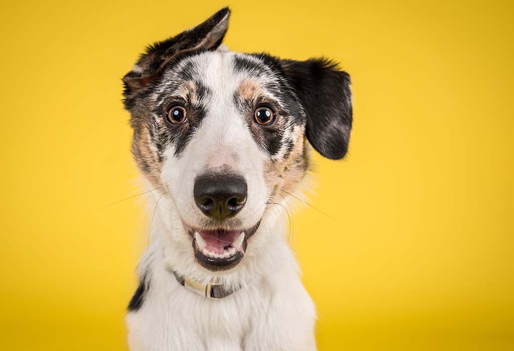 chien "width =" 1024 "height =" 700 "srcset =" https://cdn.cdnparenting.com/articles/2020/03/04140246/324936848.jpg 1024w, https://cdn.cdnparenting.com/articles/ 2020/03/04140246 / 324936848-768x525.jpg 768w, https://cdn.cdnparenting.com/articles/2020/03/04140246/324936848-218x150.jpg 218w, https://cdn.cdnparenting.com/articles/ 2020/03/04140246 / 324936848-696x476.jpg 696w, https://cdn.cdnparenting.com/articles/2020/03/04140246/324936848-614x420.jpg 614w "tailles =" (largeur maximale: 1024px) 100vw, 1024px