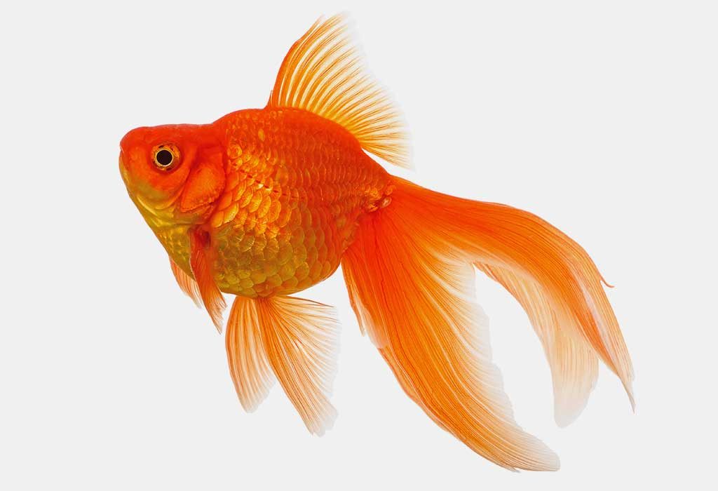 poisson "width =" 1024 "height =" 700 "srcset =" https://cdn.cdnparenting.com/articles/2020/03/04140253/580306465.jpg 1024w, https://cdn.cdnparenting.com/articles/ 2020/03/04140253 / 580306465-768x525.jpg 768w, https://cdn.cdnparenting.com/articles/2020/03/04140253/580306465-218x150.jpg 218w, https://cdn.cdnparenting.com/articles/ 2020/03/04140253 / 580306465-696x476.jpg 696w, https://cdn.cdnparenting.com/articles/2020/03/04140253/580306465-614x420.jpg 614w "tailles =" (largeur maximale: 1024px) 100vw, 1024px