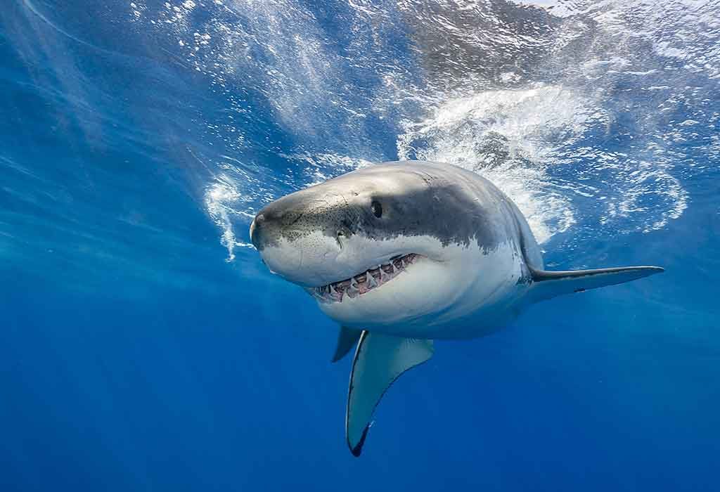 requin "width =" 1024 "height =" 700 "srcset =" https://cdn.cdnparenting.com/articles/2020/03/04140251/427555423.jpg 1024w, https://cdn.cdnparenting.com/articles/ 2020/03/04140251 / 427555423-768x525.jpg 768w, https://cdn.cdnparenting.com/articles/2020/03/04140251/427555423-218x150.jpg 218w, https://cdn.cdnparenting.com/articles/ 2020/03/04140251 / 427555423-696x476.jpg 696w, https://cdn.cdnparenting.com/articles/2020/03/04140251/427555423-614x420.jpg 614w "tailles =" (largeur maximale: 1024px) 100vw, 1024px