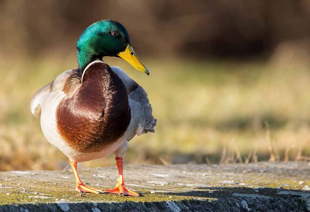 canard "width =" 1024 "height =" 700 "srcset =" https://cdn.cdnparenting.com/articles/2020/03/04140258/797180761.jpg 1024w, https://cdn.cdnparenting.com/articles/ 2020/03/04140258 / 797180761-768x525.jpg 768w, https://cdn.cdnparenting.com/articles/2020/03/04140258/797180761-218x150.jpg 218w, https://cdn.cdnparenting.com/articles/ 2020/03/04140258 / 797180761-696x476.jpg 696w, https://cdn.cdnparenting.com/articles/2020/03/04140258/797180761-614x420.jpg 614w "tailles =" (largeur maximale: 1024px) 100vw, 1024px