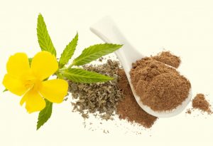 DAMIANA "width =" 1706 "height =" 1166 "srcset =" https://pflegeboard.ch/fr/wp-content/uploads/2020/06/1589409453_899_12-mejores-hierbas-para-aumentar-la-fertilidad.jpg 300w, https://cdn.cdnparenting.com/ articles / 2018/04/791369062-H-768x525.jpg 768w, https://cdn.cdnparenting.com/articles/2018/04/791369062-H.jpg 1024w, https: //cdn.cdnparenting.com/articles/ 2018/04/791369062-H-218x150.jpg 218w, https://cdn.cdnparenting.com/articles/2018/04/791369062-H-696x476.jpg 696w, https: //cdn.cdnparenting.com/articles/ 2018/04/791369062-H-614x420.jpg 614w "tailles =" (largeur maximale: 1706px) 100vw, 1706px