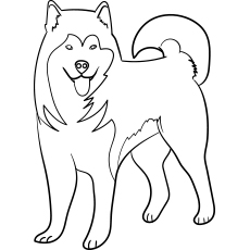 25 coloriages de chien mignons et amusants que votre enfant adorera colorier 8 Malamute d'Alaska