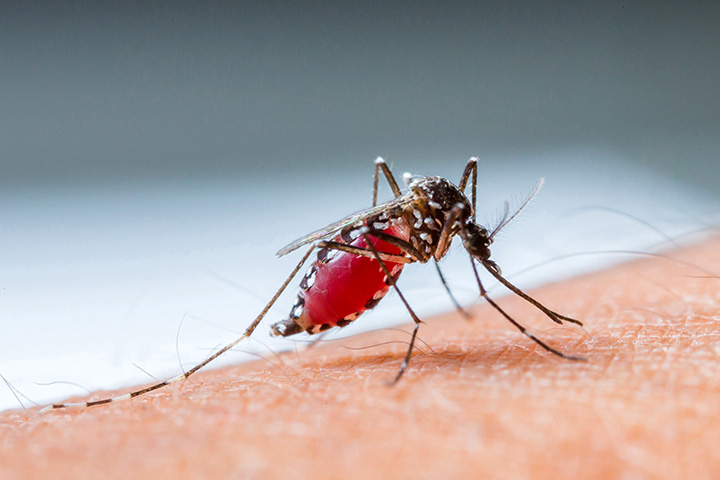 3 conseils efficaces pour traiter les piqûres d'insectes pendant la grossesse 7 morsure de nsect pendant la grossesse