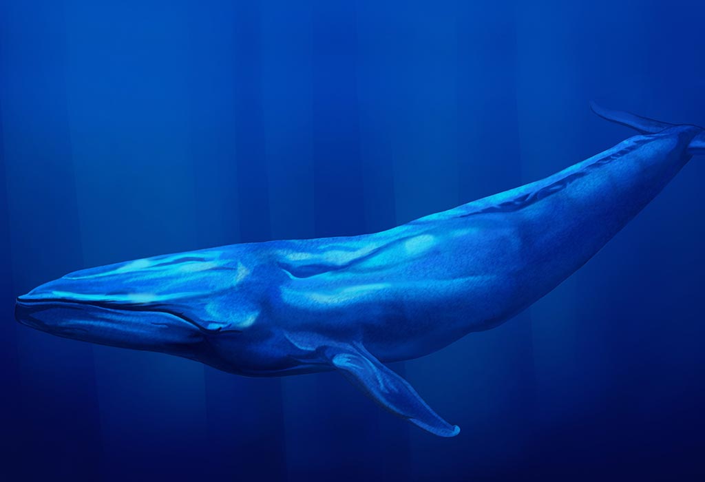 Une baleine bleue